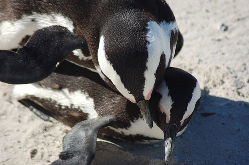 love-penguins.jpg